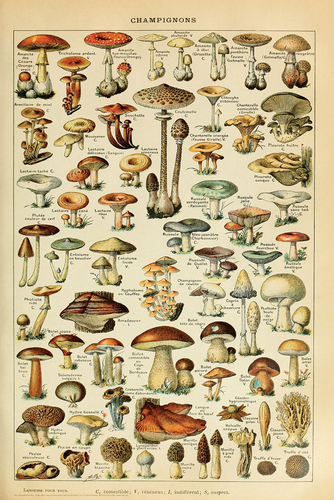 Champignons Pour Tous Poster