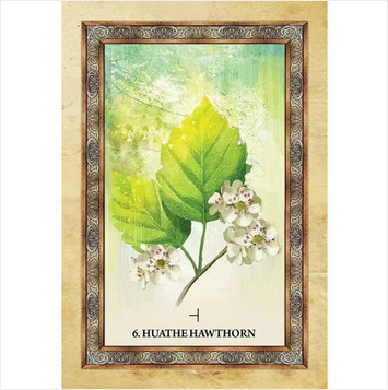 Celtic Tree Oracle Cards