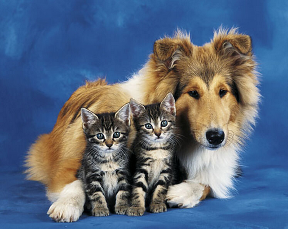 Friends Forever Dog & Cats Art Print - HalfMoonMusic