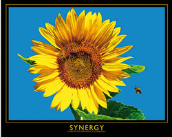 Synergy Sunflower Art Print - HalfMoonMusic