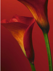 Red Calla Lilies Art Print - HalfMoonMusic