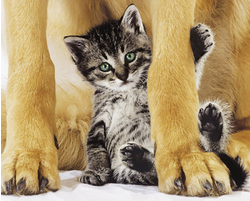 Safe & Pretty Kitty Art Print - HalfMoonMusic