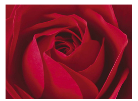 L’Important c’est la Rose Art Print - HalfMoonMusic