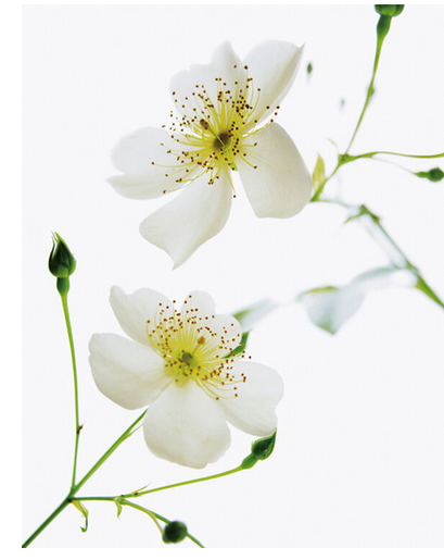 Shades In Nature Flowers Art Print - HalfMoonMusic