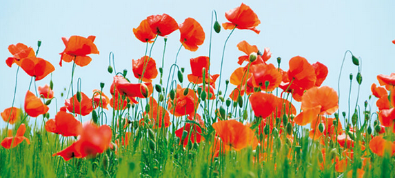Poppy Fields Art Print - HalfMoonMusic