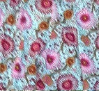 Sunflower Print Leggings - HalfMoonMusic
