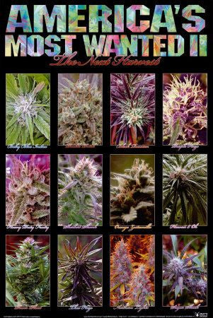 America's Most Wanted Poster - HalfMoonMusic