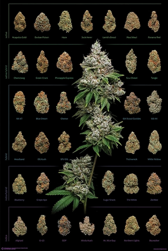 Dank Nugs Chart Poster