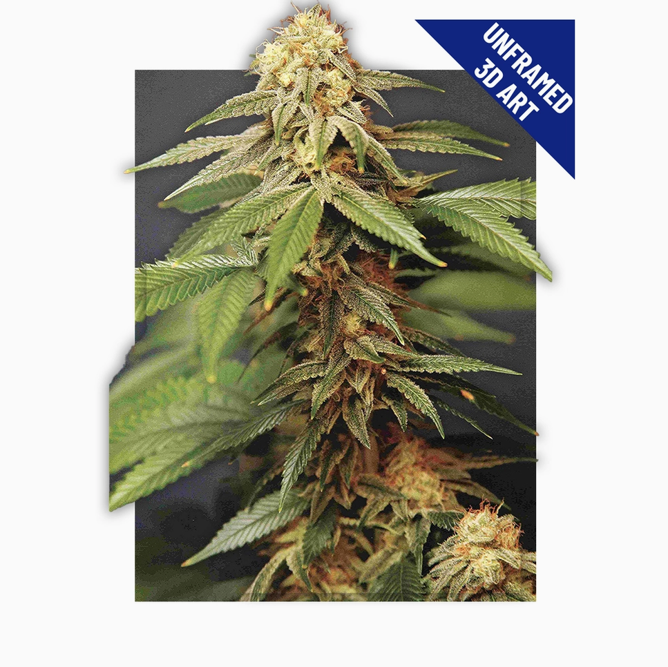 Trippy Marijuana Weed Plant 3D Lenticular Wall Art
