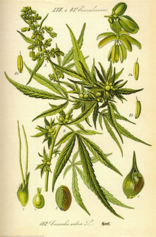 "Cannabis Sativa" Poster - HalfMoonMusic