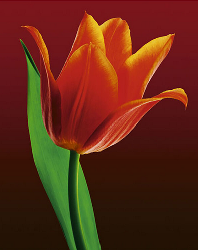 Tulip on Red Art Print - HalfMoonMusic