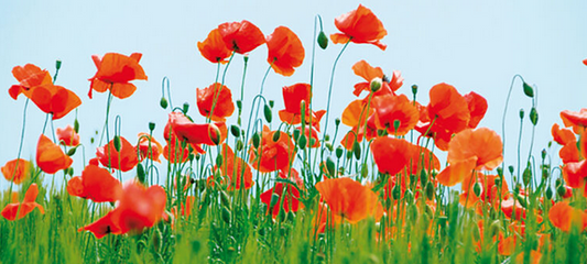 Poppy Fields Art Print - HalfMoonMusic