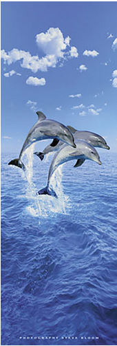Three Dolphins Art Print - HalfMoonMusic