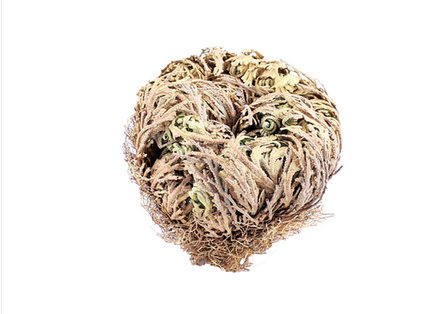 Rose Flower de Jericho Resurrection Plant - HalfMoonMusic