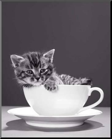 Chat Tasse Cat In Cup Art Print - HalfMoonMusic